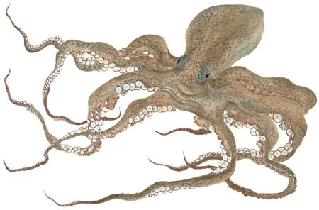 ANIMALES FOTOS DIBUJOS IMAGENES: FOTOS DE PULPOS