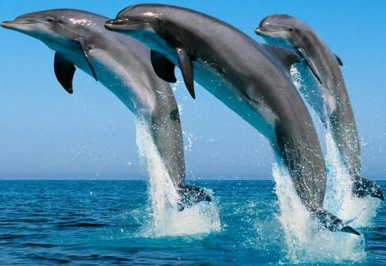 ANIMALES FOTOS DIBUJOS IMAGENES: IMAGENES DE DELFINES