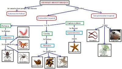 ANIMALES FOTOS DIBUJOS IMAGENES: ESQUEMA DE ANIMALES INVERTEBRADOS