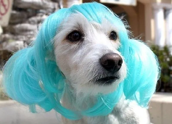 Los animales gordos_spanish.xinhuanet.com