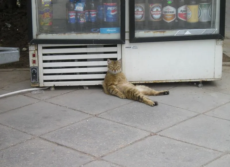 Animales graciosos: Gatos | 365 DIAS……365 FOTOS……