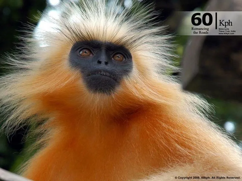 Animales graciosos: primates | Blogodisea