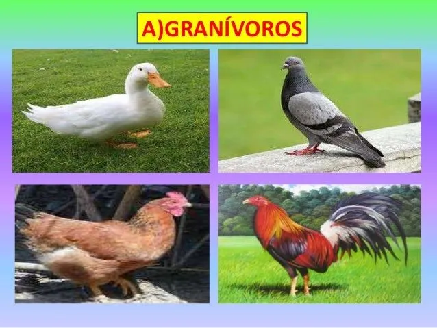 Animales granívoros - Imagui