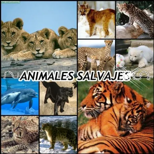 ANIMALES : hábitat de los animales salvajes