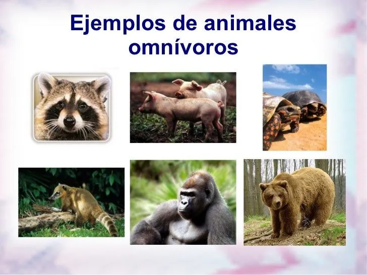 Ejemplo de animales herbívoros y carnivoros - Imagui
