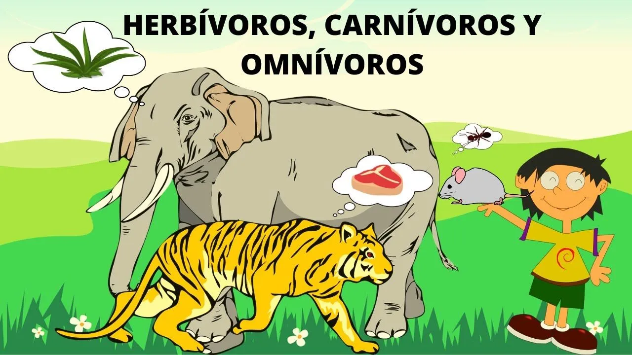 ANIMALES HERBÍVOROS, CARNÍVOROS U OMNÍVOROS. ANIMALES SEGÚN SU ALIMENTACIÓN  - YouTube