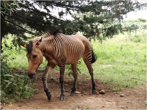 Los 5 animales híbridos mas sorprendentes | LaReserva