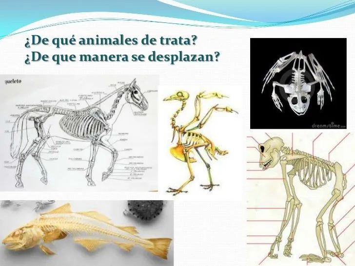 Animales con hueso y animales sin huesos