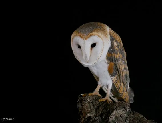 animales ibéricos en la cultura popular: LECHUZA COMÚN (Tyto alba)