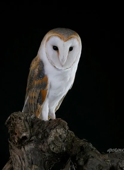 animales ibéricos en la cultura popular: LECHUZA COMÚN (Tyto alba)