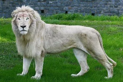 Animales de Impresión: León enorme Blanco