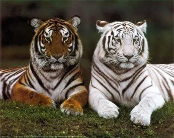 Animales de Impresión: Tigres de Bengala ¡Gatito,Gatito!