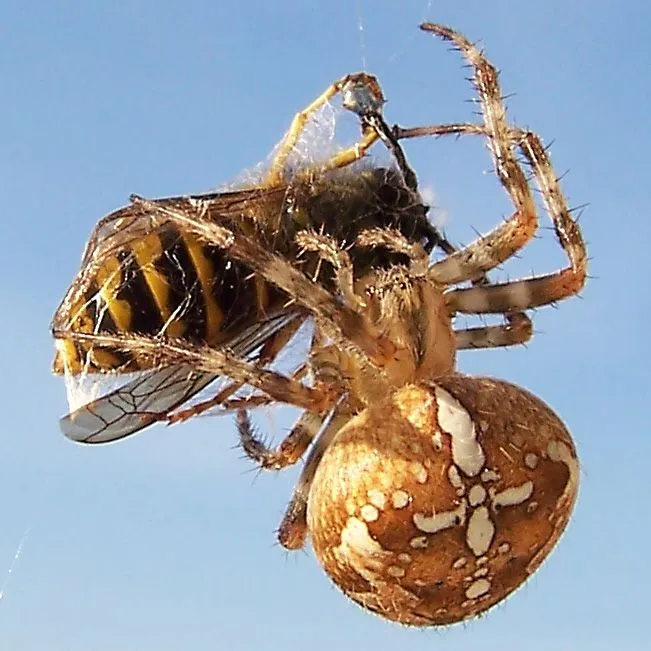 Animales insectívoros | Grillos Ibiza