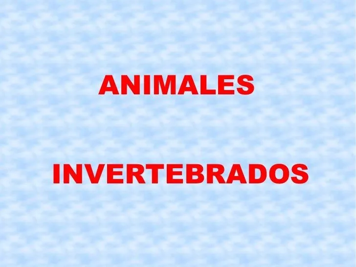 Animales invertebrados