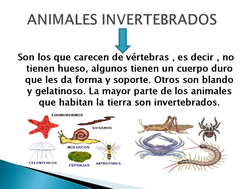 Animales Invertebrados