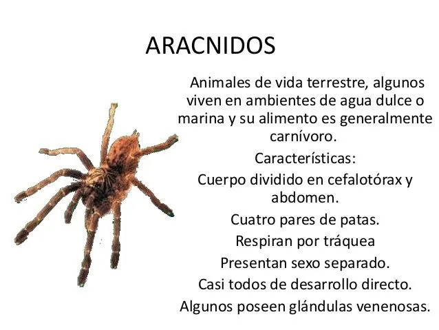 Animales invertebrados