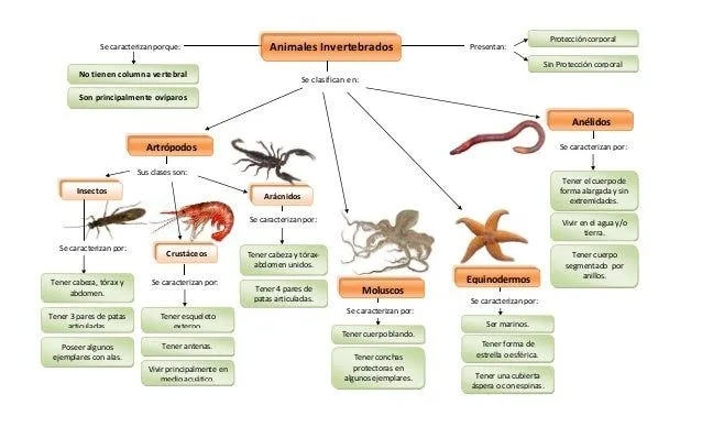 Animales invertebrados
