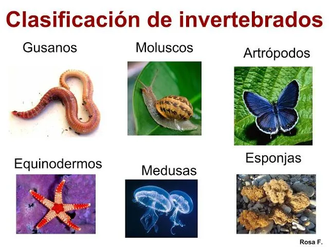 animales invertebrados