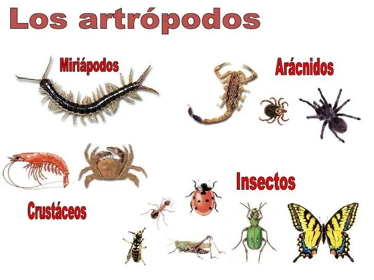 Animales invertebrados