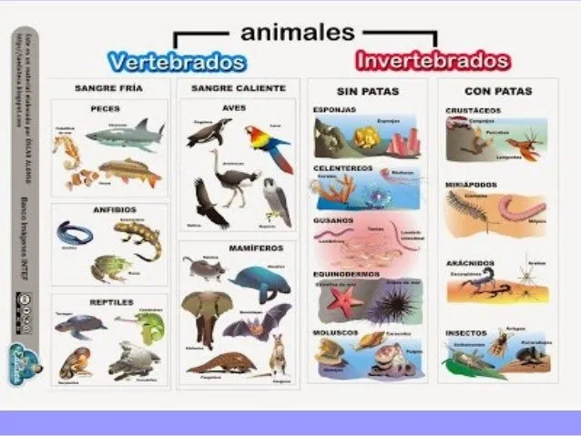 Animales invertebrados