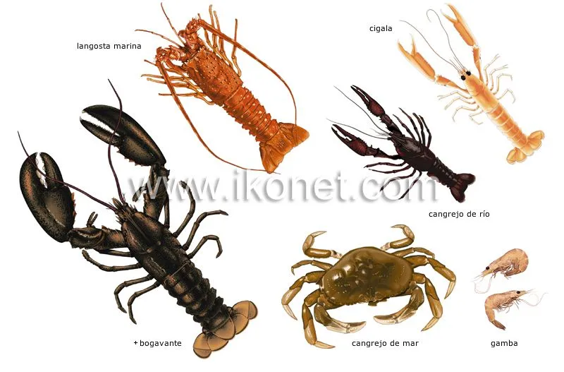 Animales invertebrados: Clasificación y características