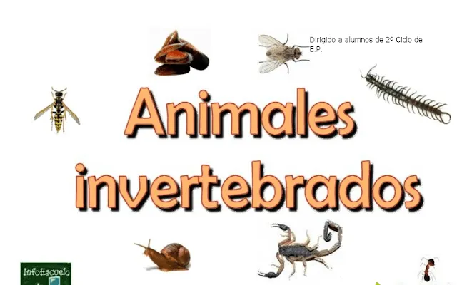 Lista de animales invertebrados - Imagui