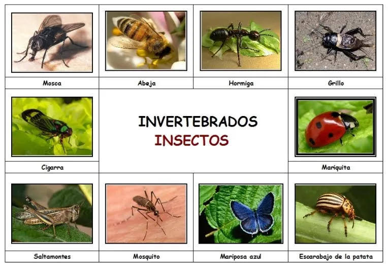 ANIMALES INVERTEBRADOS - Foro - PerúEduca