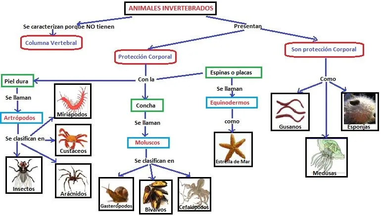 Dibujos de animales invertebrados - Imagui