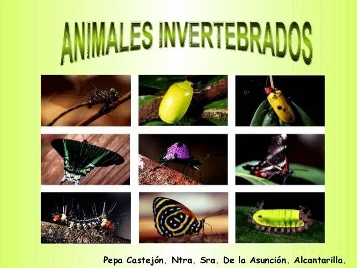 Animales invertebrados ud. 5