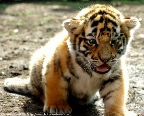 Fondo de pantalla tigre bebé tierno - Imagui