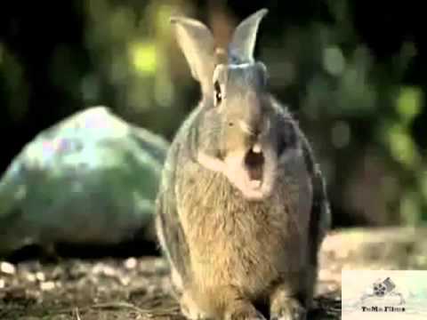 Animales locos Publicidad Neumaticos Bridgestone - YouTube