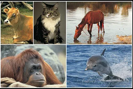 Animales viviparos nombres - Imagui