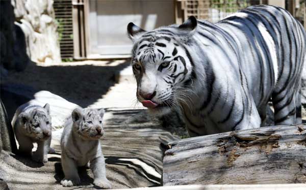 Animales del Misterio: TIGRES BLANCOS NO SON ALBINOS, SEGÚN ...