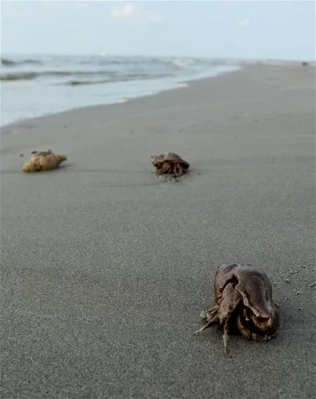 Animales mueren en costa de Luisiana por contaminación petrolera ...