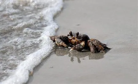 Animales mueren en costa de Luisiana por contaminación petrolera ...