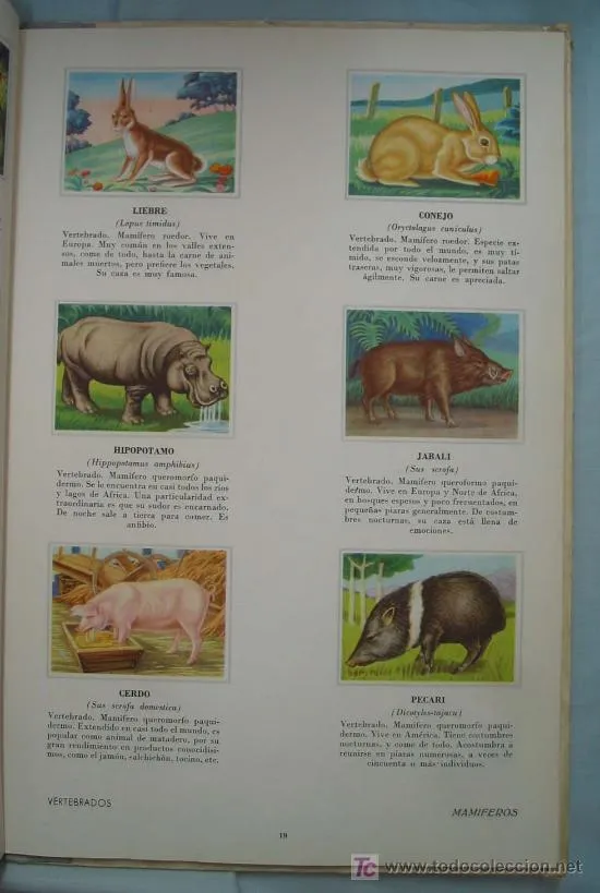 animales de todo el mundo. album didáctico con - Comprar Otros en ...