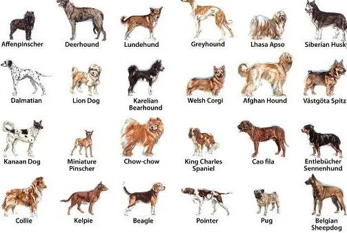 Animales del Mundo El Perro (mamífero) ~ Animales del Mundo