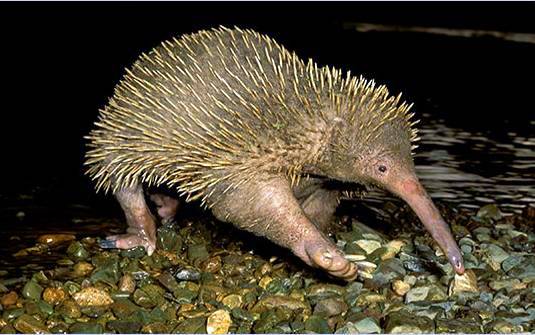 Animales que nacen en huevos fotos - Imagui