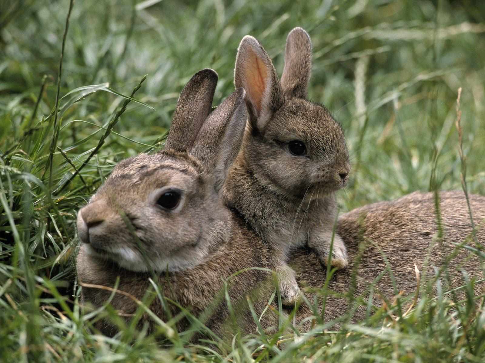 Animales que nacen de la madre - Imagui