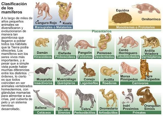 Nombres de animales que nacen de la madre - Imagui