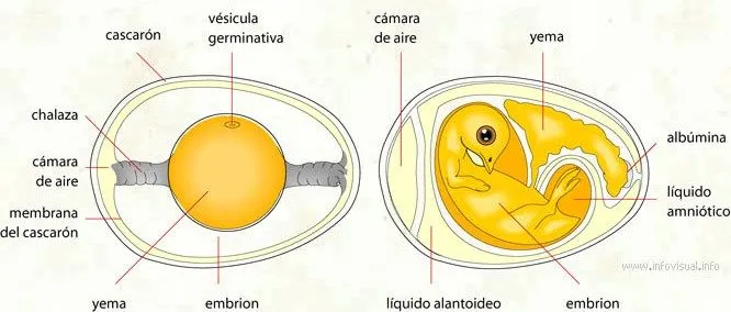 Como nacen los animales oviparos - Imagui