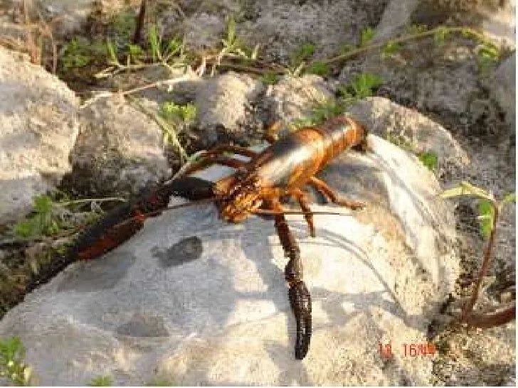 Animales nativos del perú