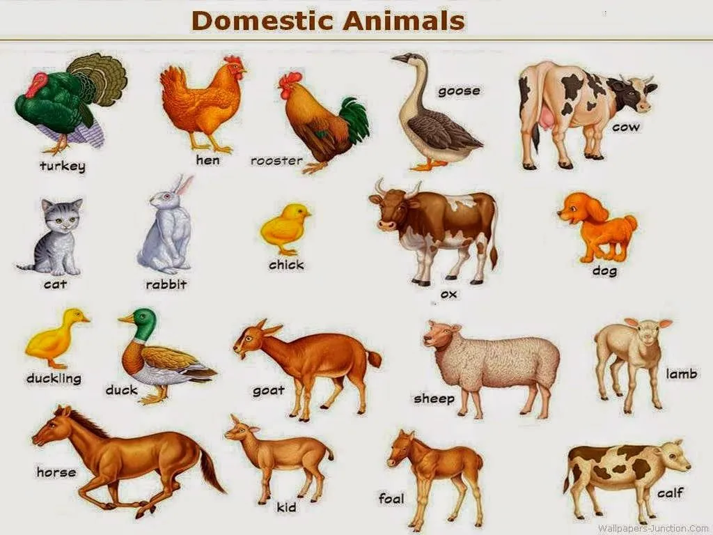 Animales y sus nombres - Imagui