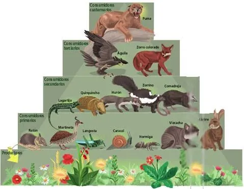 Ejemplo de animales omnívoros - Imagui