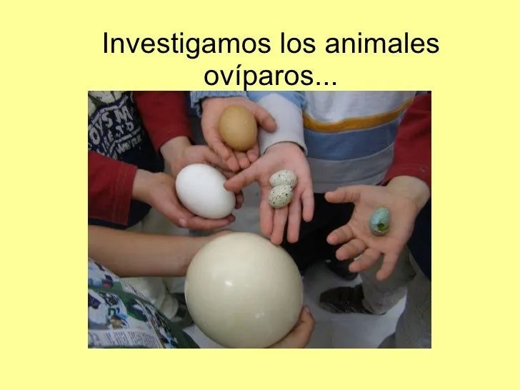 Animales ovíparos