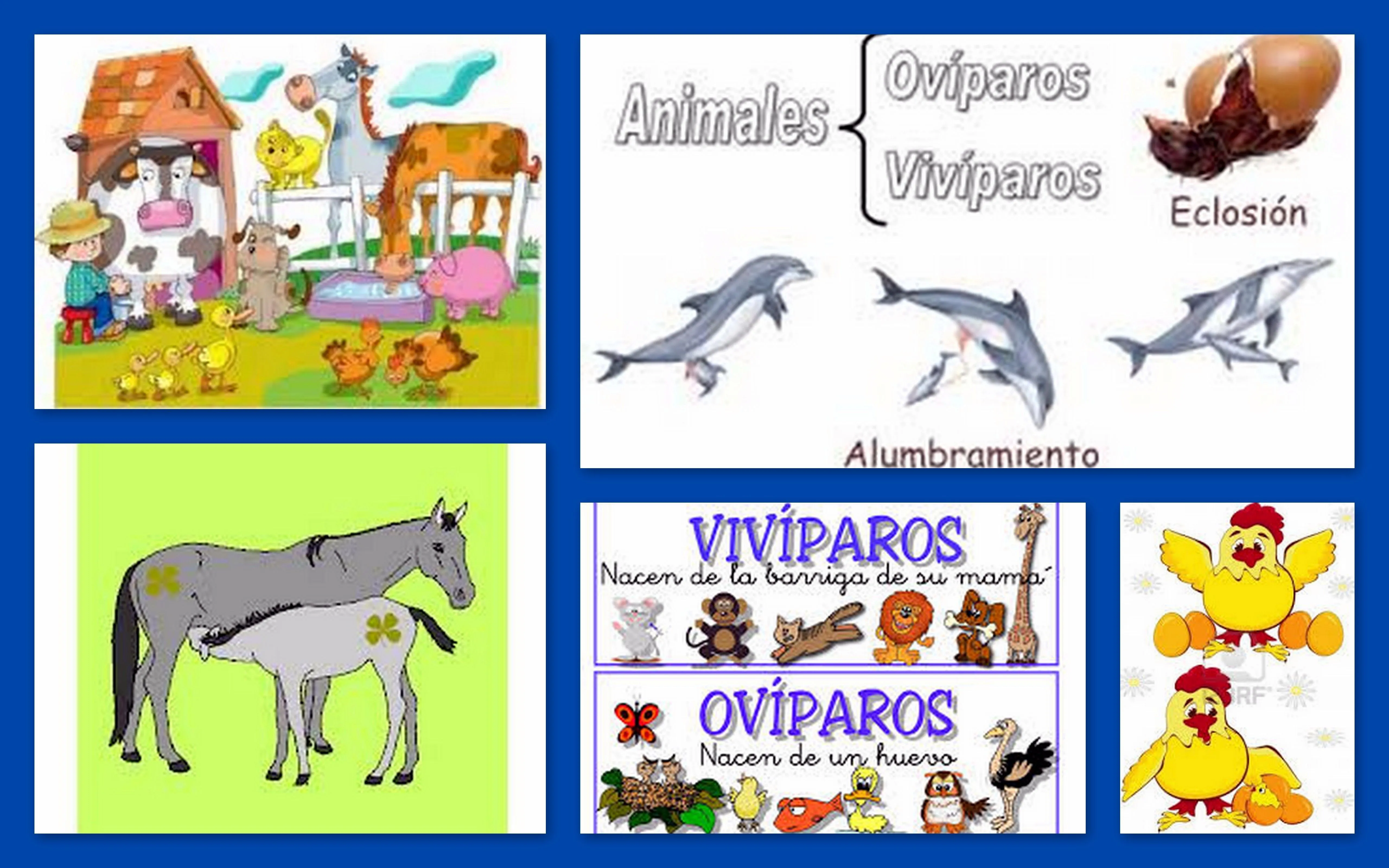 ANIMALES OVÍPAROS Y VIVÍPAROS.