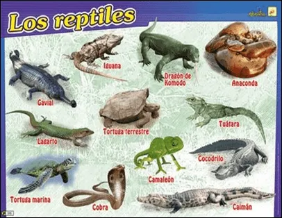 ANIMALES EN PELIGRO DE EXTINCIÓN: 6.- LOS REPTILES