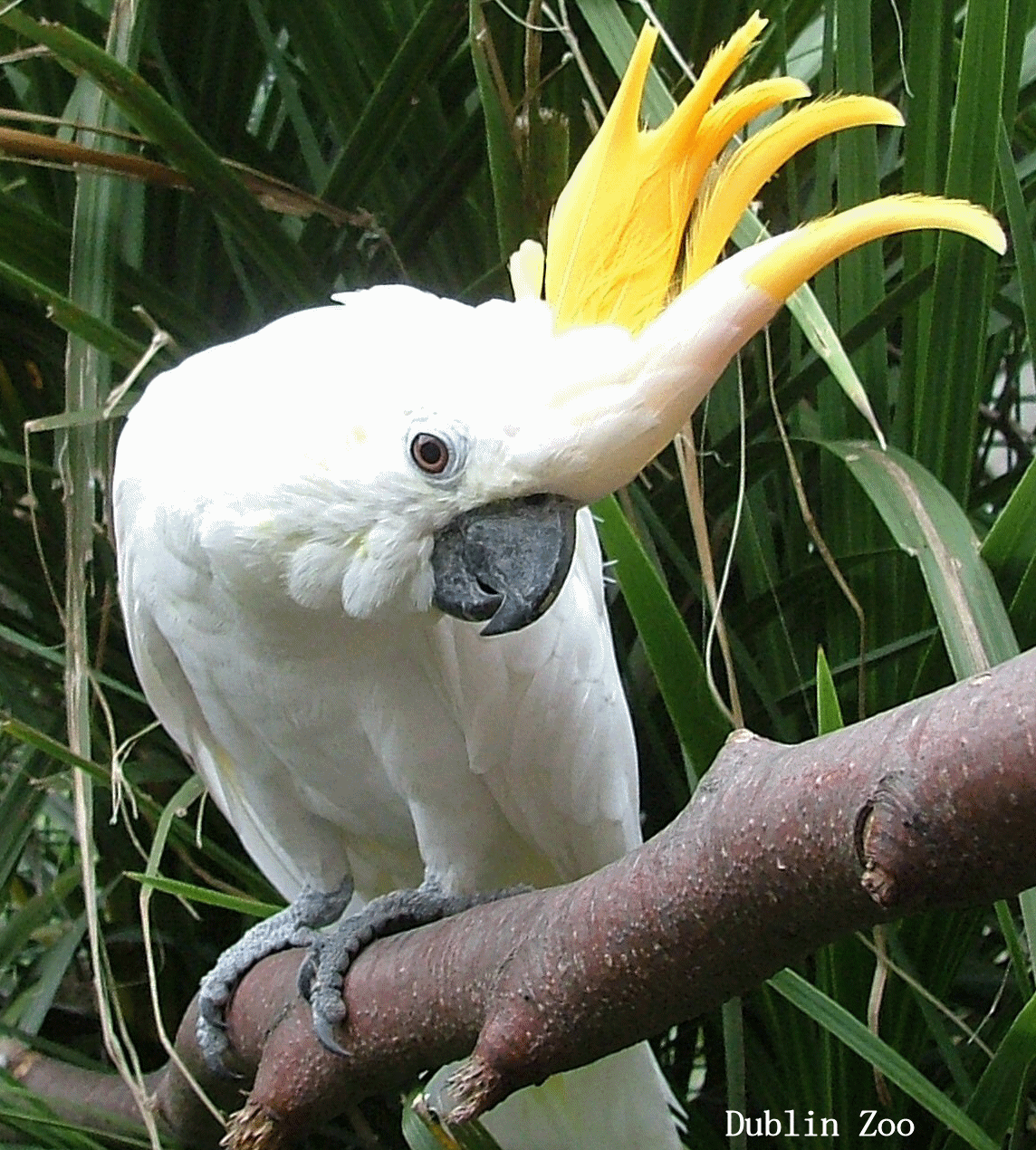 ANIMALES EN PELIGRO DE EXTINCION