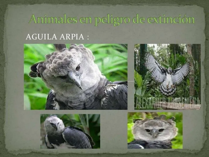 Animales en peligro de extinción: aguila arpia