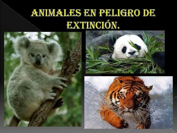 Animales en peligro de extinción completo